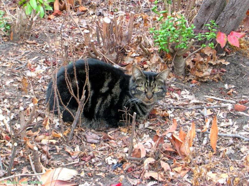 2-9-03-n-poes-in-de-struiken-standard.jpg