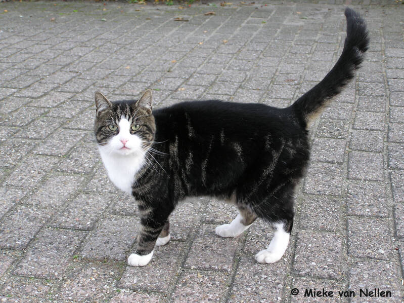 20-10-03-o-poes-nn-standard.jpg