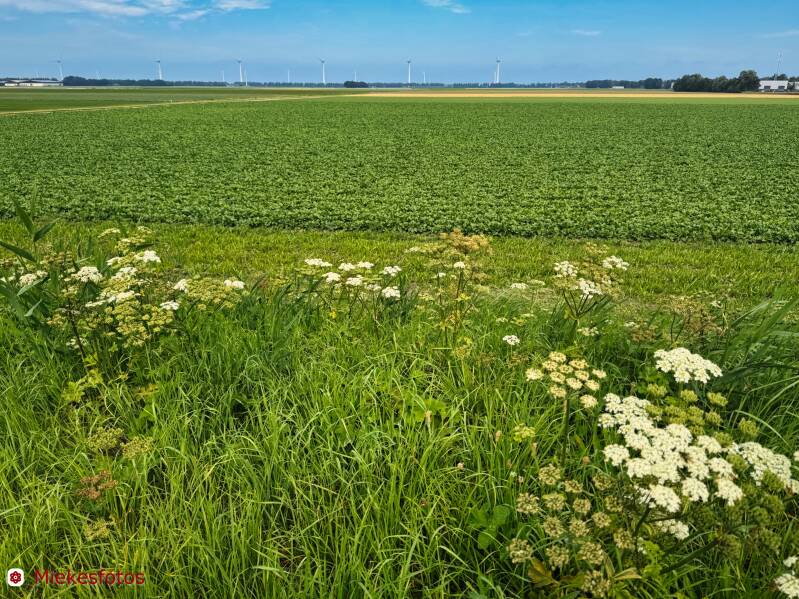 2025-08-09-bij-rutten-n-o-polder-standard.jpg