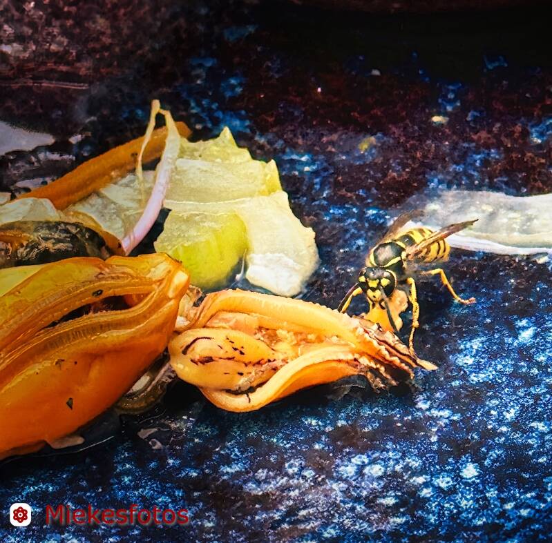 2025-08-09-mossel-met-wesp-standard.jpg