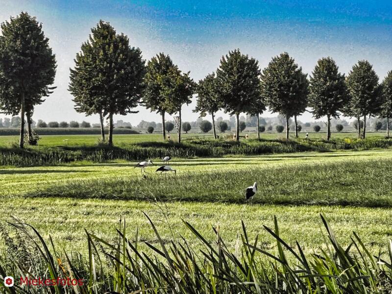 2025-08-10-ooievaars-bij-ijsselmuiden-standard.jpg