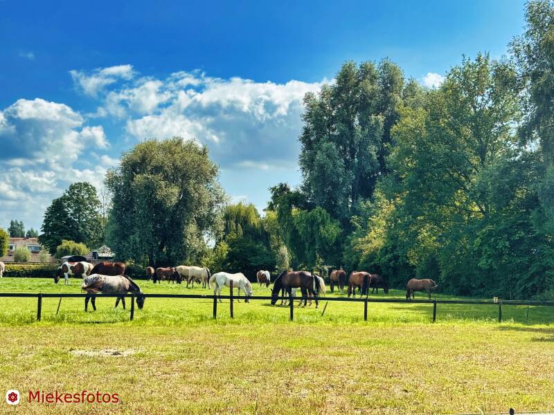2025-08-10-paarden-bij-driedorp-standard.jpg