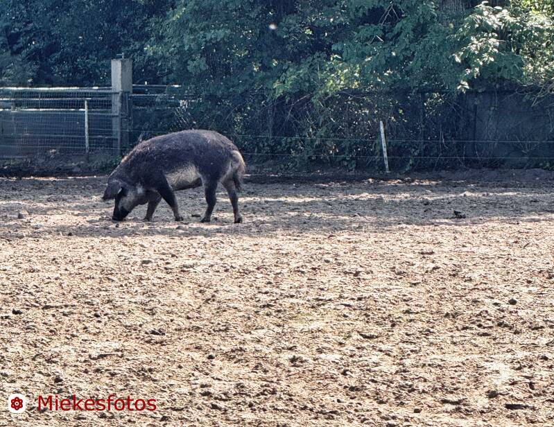 2025-08-10scharrelvarken-bij-driedorp-standard.jpg