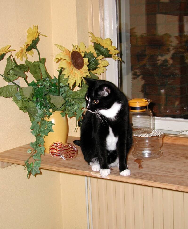 22-10-01-bram-standard.jpg