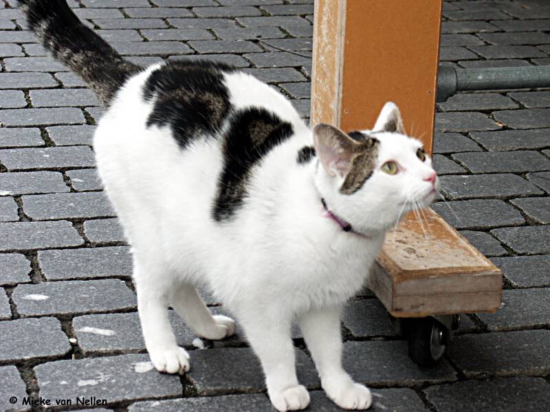 23-1-03-bergse-poes-standard.jpg