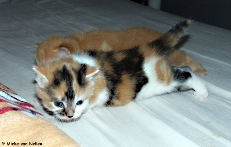 23-5-03-kittens-standard.jpg