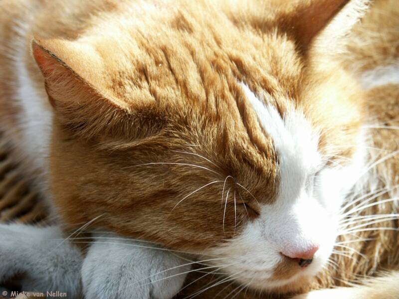 23-6-03-do-not-disturb-standard.jpg