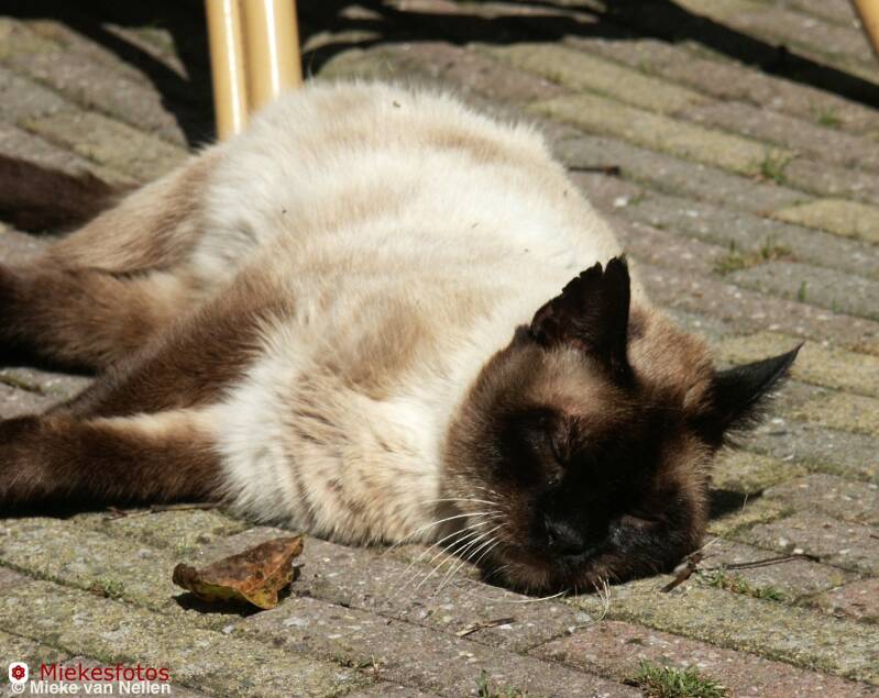 23-8-02-choco-1-standard.jpg