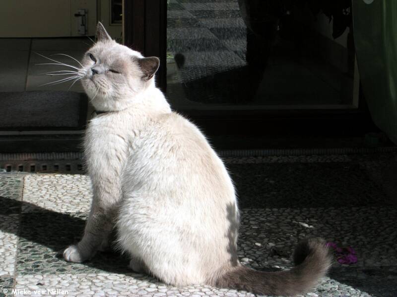 23-9-03-n-poes-standard.jpg