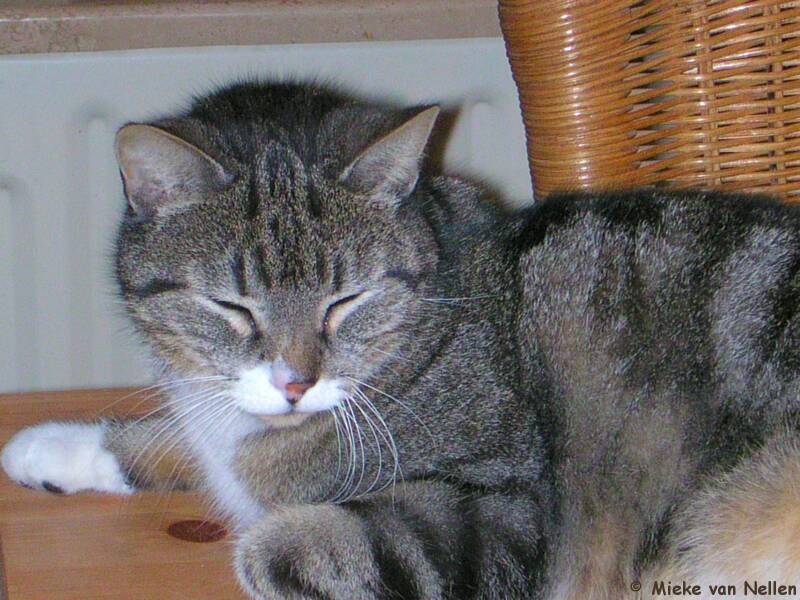 26-3-03-n-loet-standard.jpg