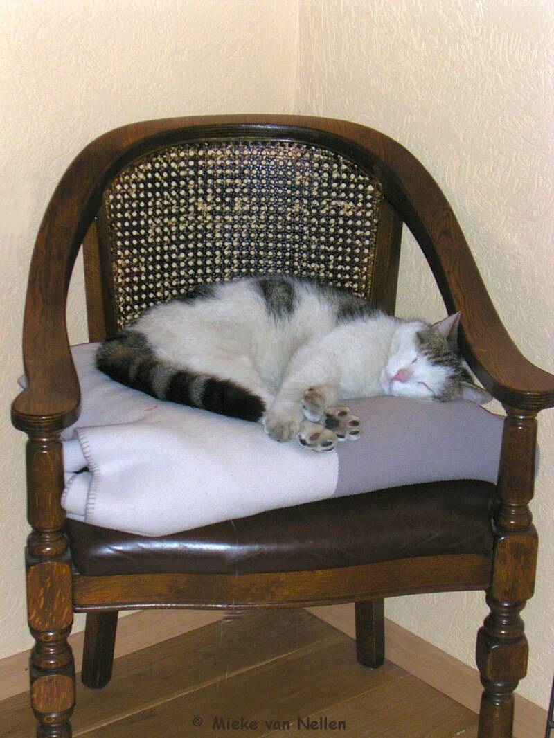 26-3-03-n-snoet-standard.jpg