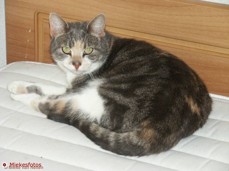 26-9-02-zorba-1-standard.jpg