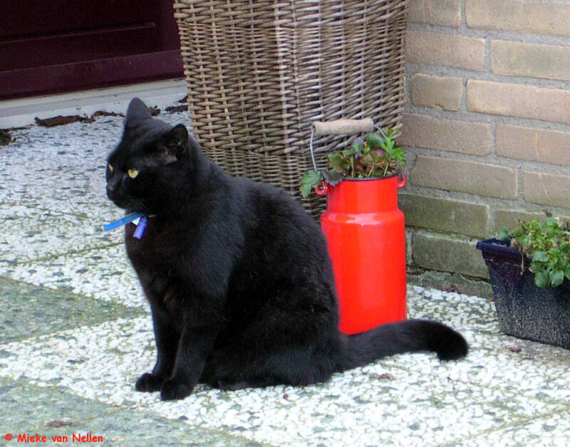 27-3-03-n-binkie-2-standard.jpg