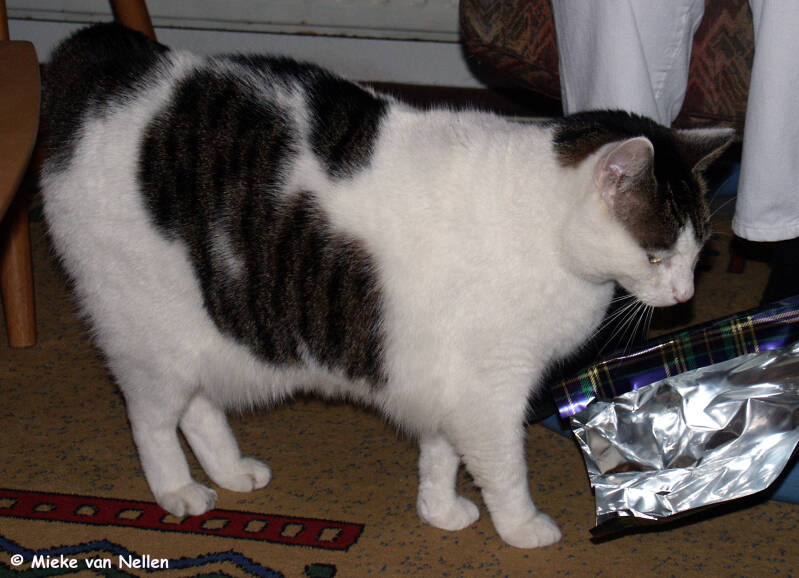 27-9-03-poes-van-j-en-a-1-m-standard.jpg