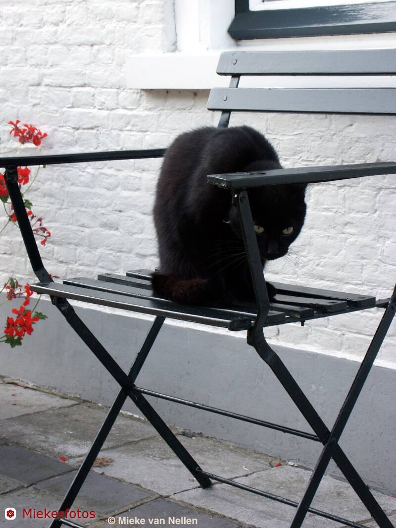 28-8-02-poes-in-dreischor-2-standard.jpg