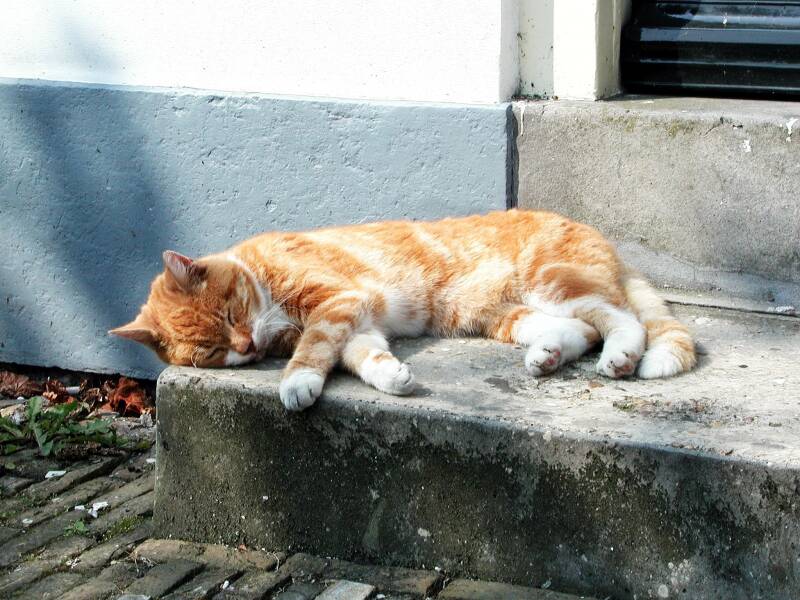 30-7-01-poes-in-goedereede-standard.jpg