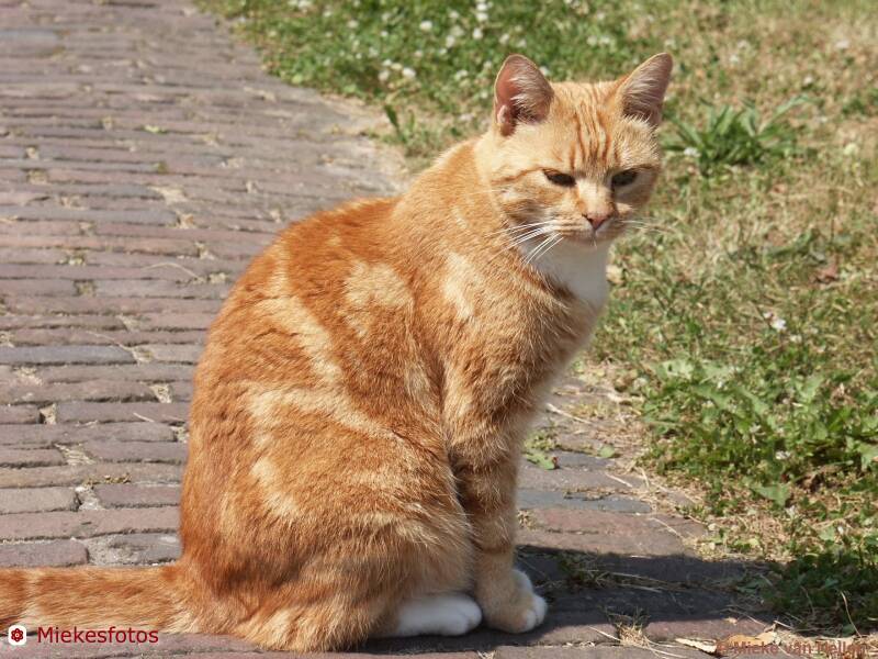 30-7-02-poes-in-goedereede-standard.jpg