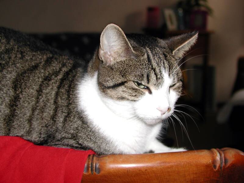 31-10-01-mielepiep-1-standard.jpg