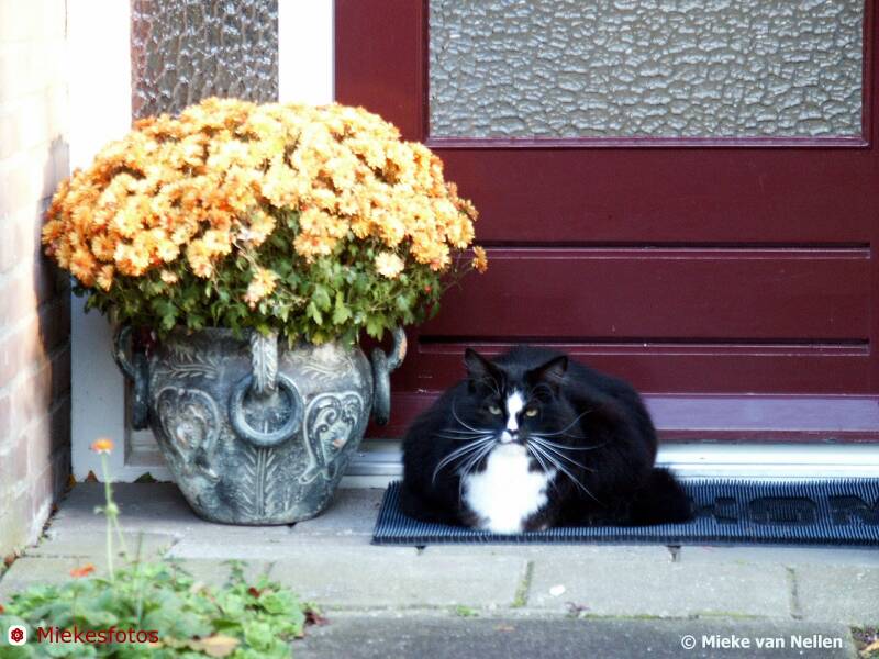 31-10-02herfstpoes-standard.jpg