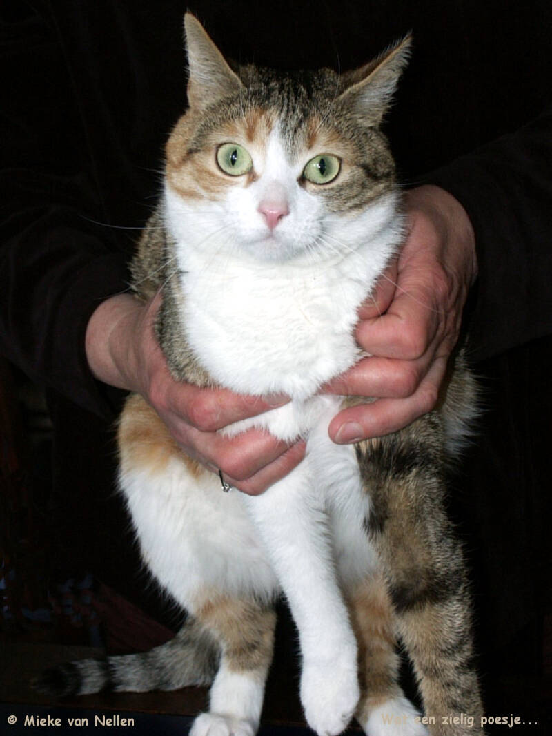 4-4-03-milo-standard.jpg