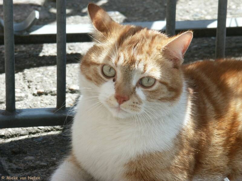 4-5-03-poes-ligt-in-het-fietsenrek-1-standard.jpg