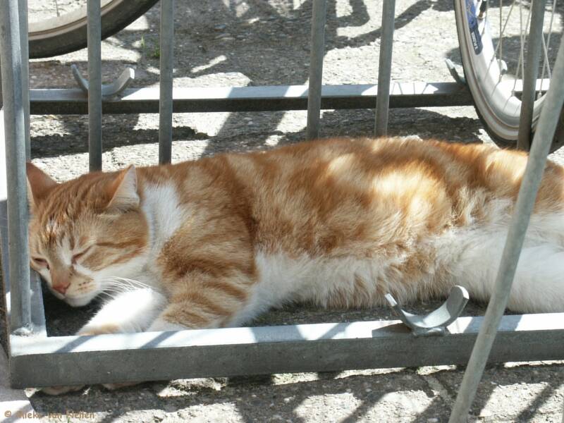 4-5-03-poes-ligt-in-het-fietsenrek-standard.jpg