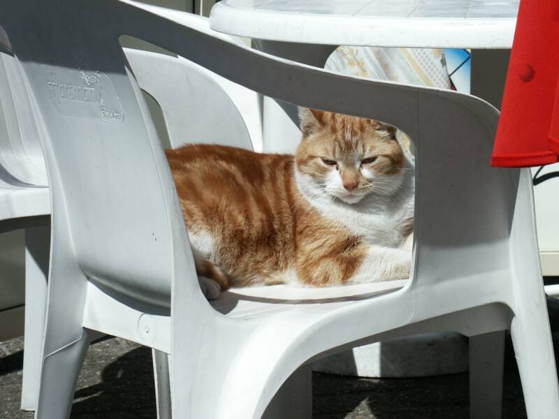 4-5-03-poes-op-terras-standard.jpg