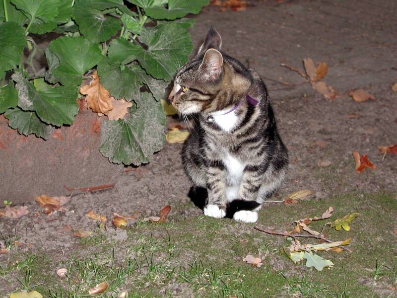 6-10-01-poes-in-hilvarenbeek-standard-0rf2ql.jpg