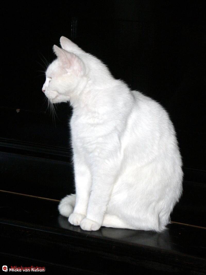 6-11-02-contrast-standard-kkiwko.jpg