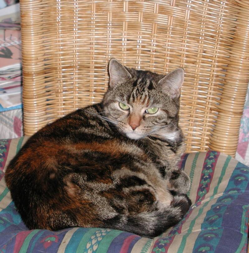 7-10-01-mousie-standard-7itleg.jpg