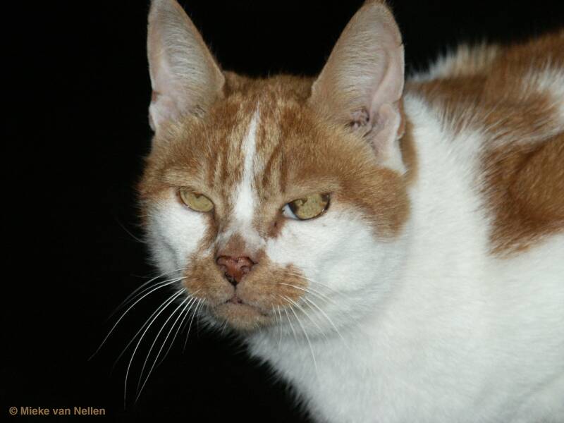 7-10-02-charley-standard.jpg