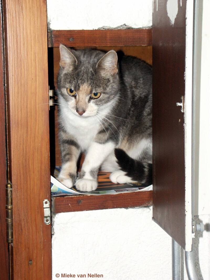 7-10-02-zorba-1-standard.jpg