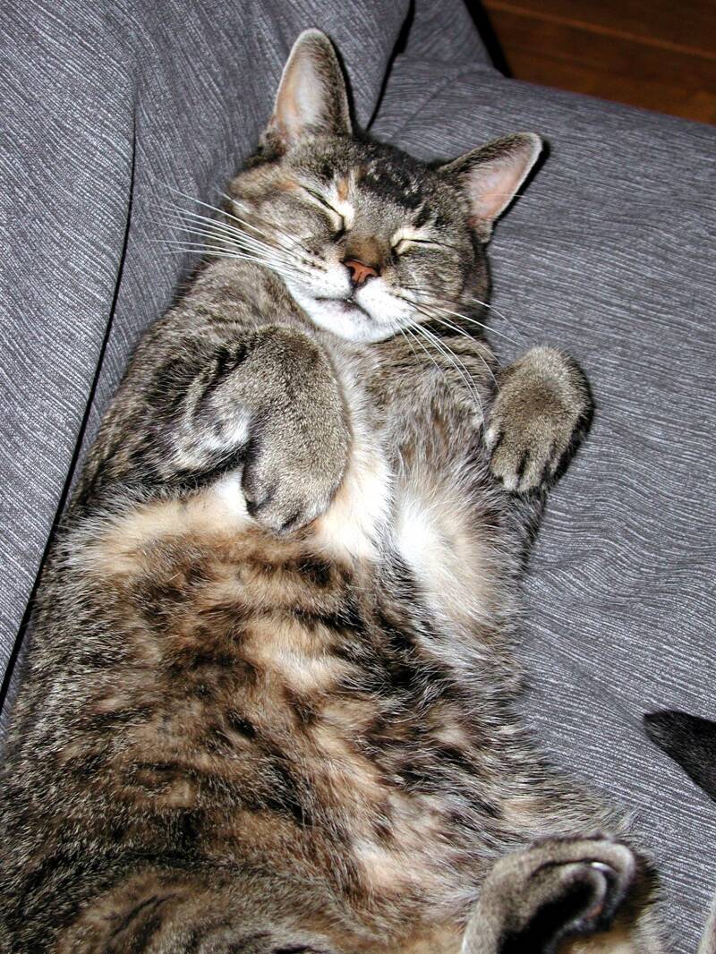 7-11-01-bruine-poes-1-standard.jpg