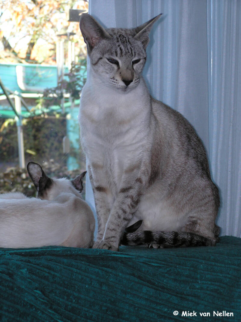 7-11-03-les-yeux-bleus-1-standard.jpg
