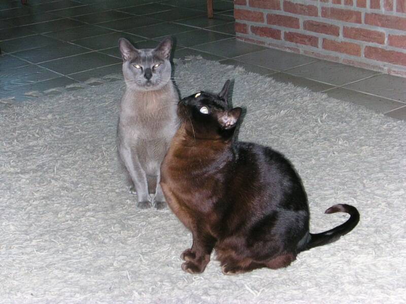 7-3-03-n-grover-en-max-standard.jpg