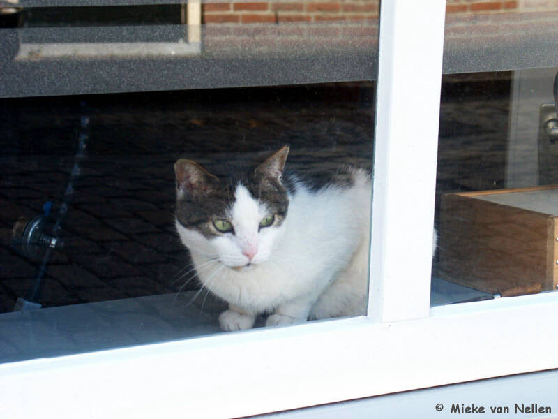 7-4-03-ik-kijk-toch-niet-naar-je-standard.jpg
