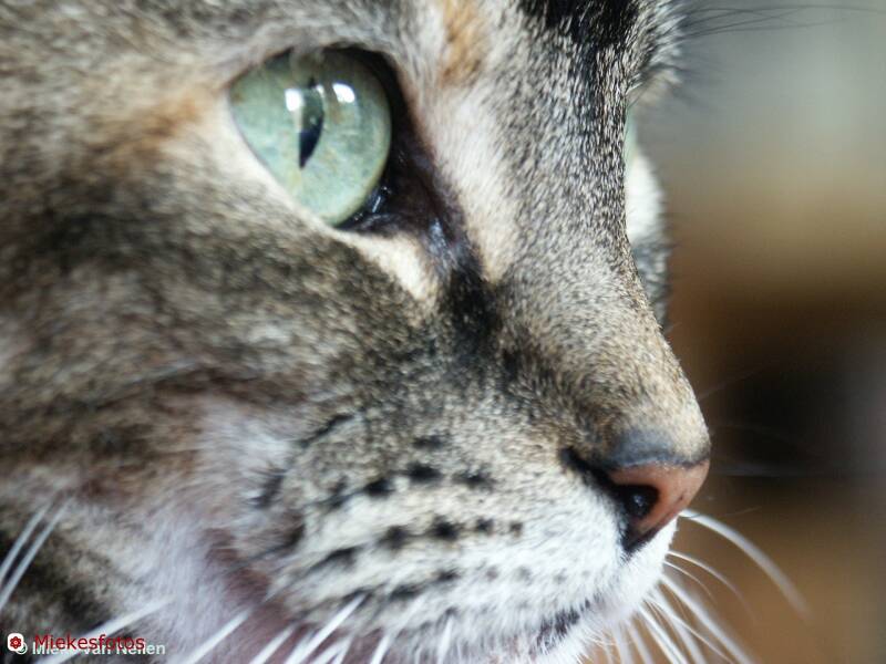 7-8-01-bruine-poes-en-profile-standard-fn13d2.jpg