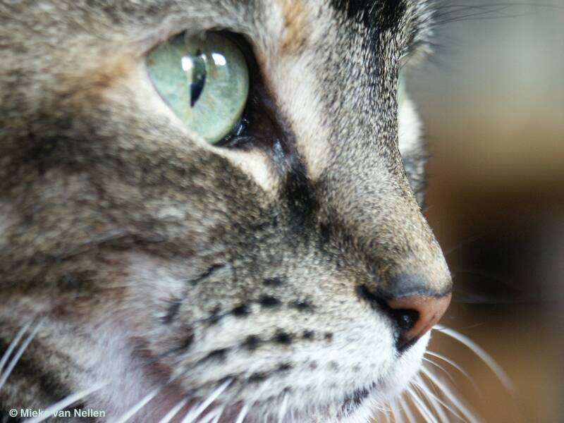 7-8-01-bruine-poes-en-profile-standard.jpg