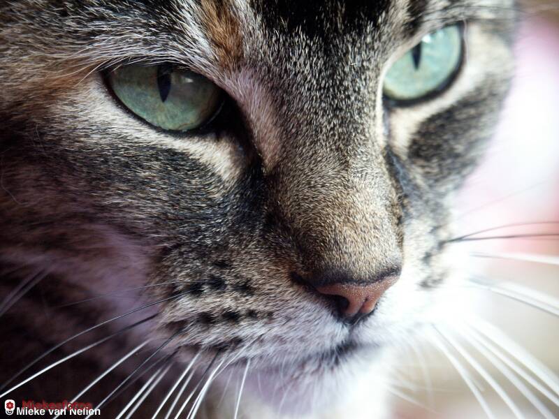 7-8-02-bruine-poes-en-face-standard.jpg