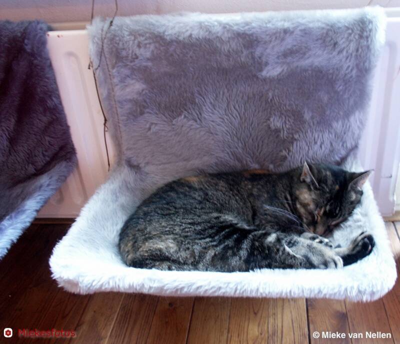 9-10-02-bruine-poes-in-1-vd-3-hangmandjes-standard.jpg