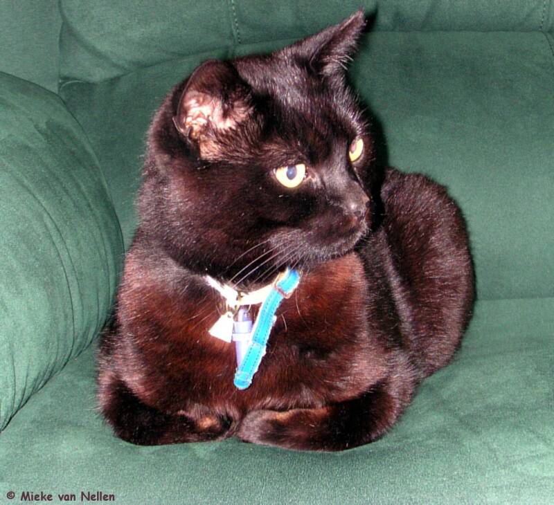 9-5-03-n-binky-1-standard.jpg