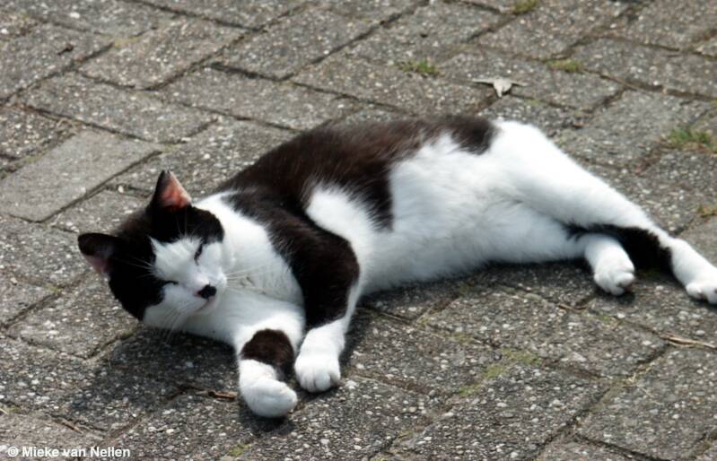 9-8-02-poes-op-de-camping-standard.jpg
