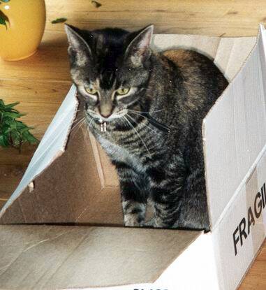 bruine-poes-in-doos-standard.jpg