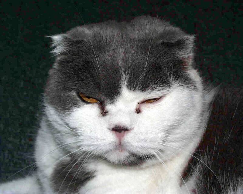 peggy-scottish-fold-standard-2y5ccl.jpg