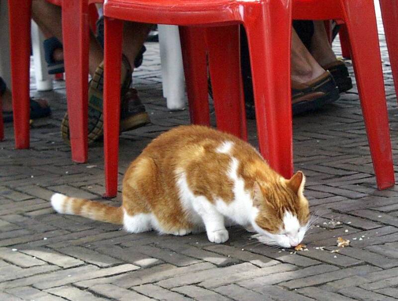 poes-eet-restjes-standard.jpg