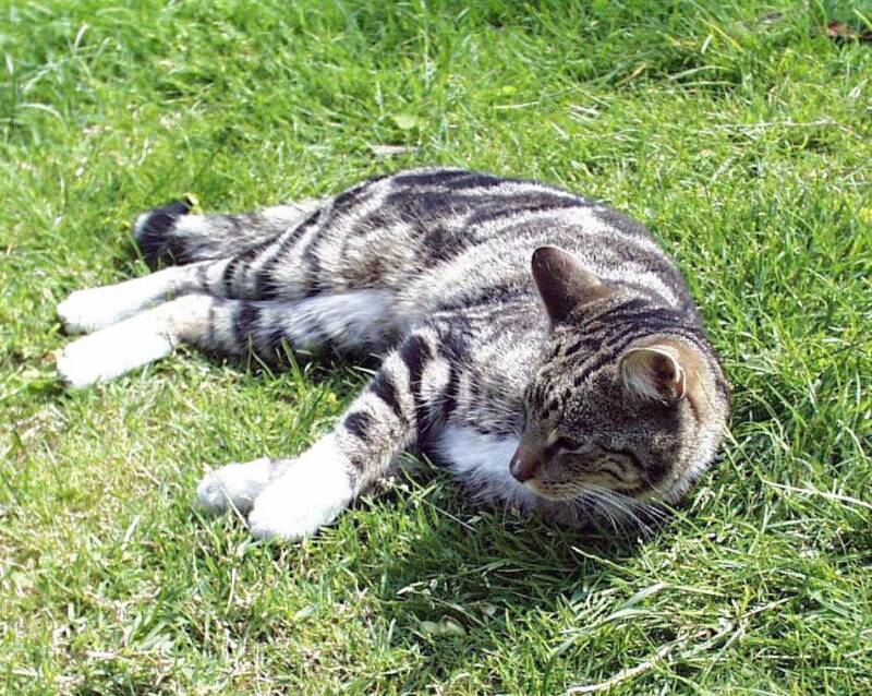 poes-in-goedereede-standard.jpg