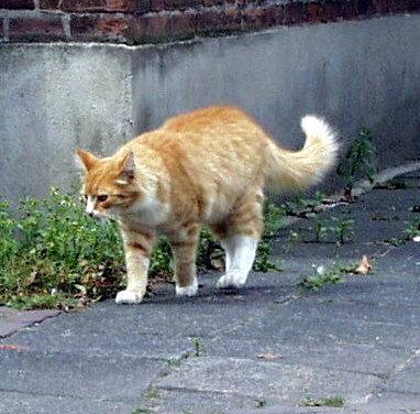 poes-in-middelburg-18-8-00-standard.jpg