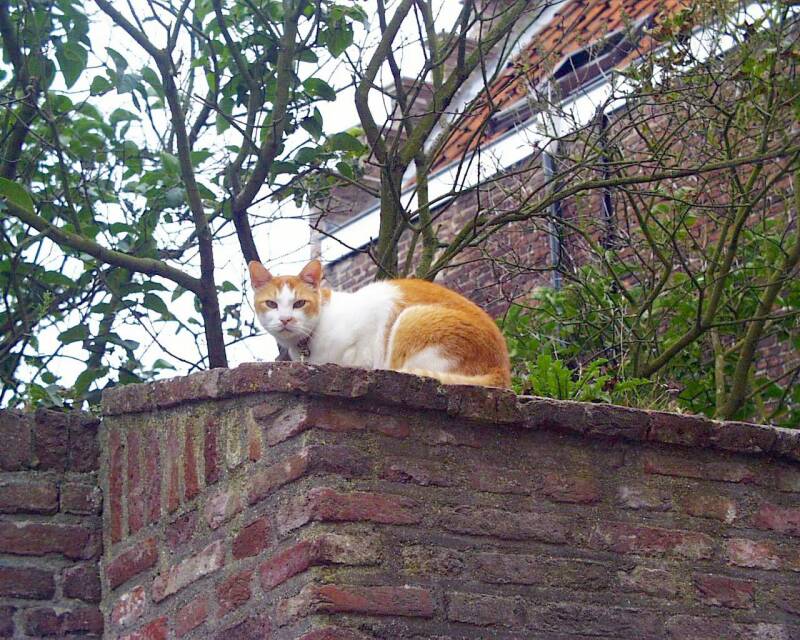 poes-in-middelburg-standard.jpg