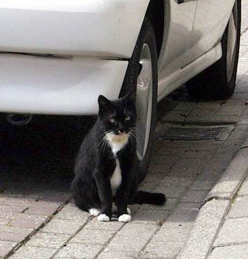 poes-in-stellendam-standard.jpg