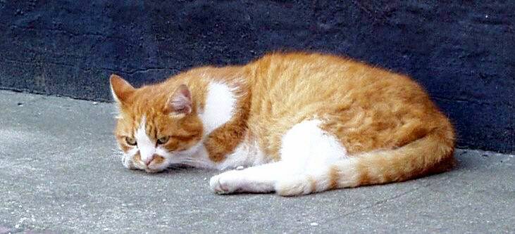 poes-in-zierikzee-standard.jpg